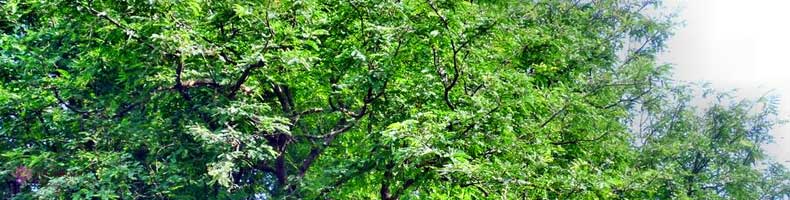 සියඹල ගසෙන් දුටු ශ්‍රද්ධාවේ ඵල