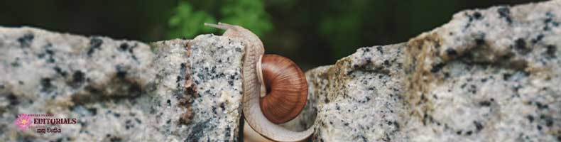 කැපවීම අවංක ද?