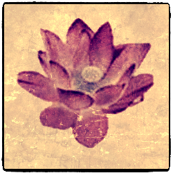 අපේ විත්ති