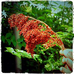 ස්වයංජාත හැල් සහලේ කිරිපිඬු පූජාව