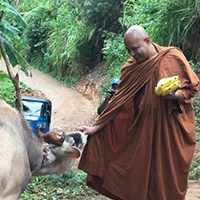 ගවයෙක් නිදහස් කරමු