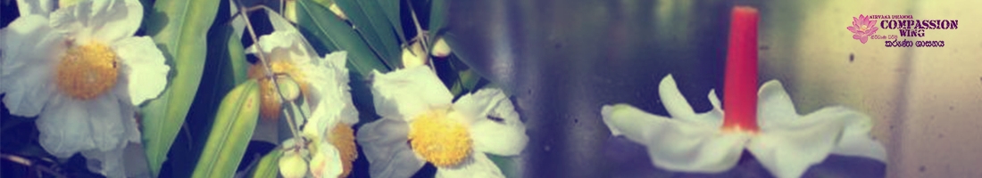 මල් පුජා කරමු