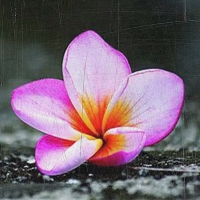 අපූරු මල් පූජාවෝ 01