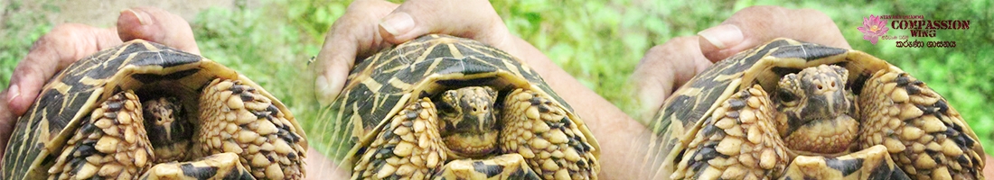 සත්ව කරුණාව