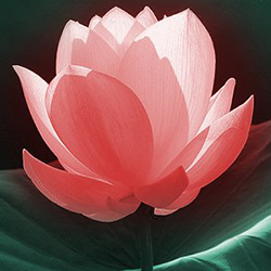 අපූරු මල් පූජාවෝ 02