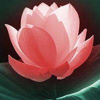 අපූරු මල් පූජාවෝ 02