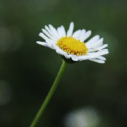 අපූරු මල් පූජාවෝ 03