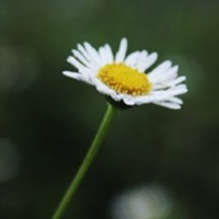 මල් පුදා සුගතියට පත්වුවෝ